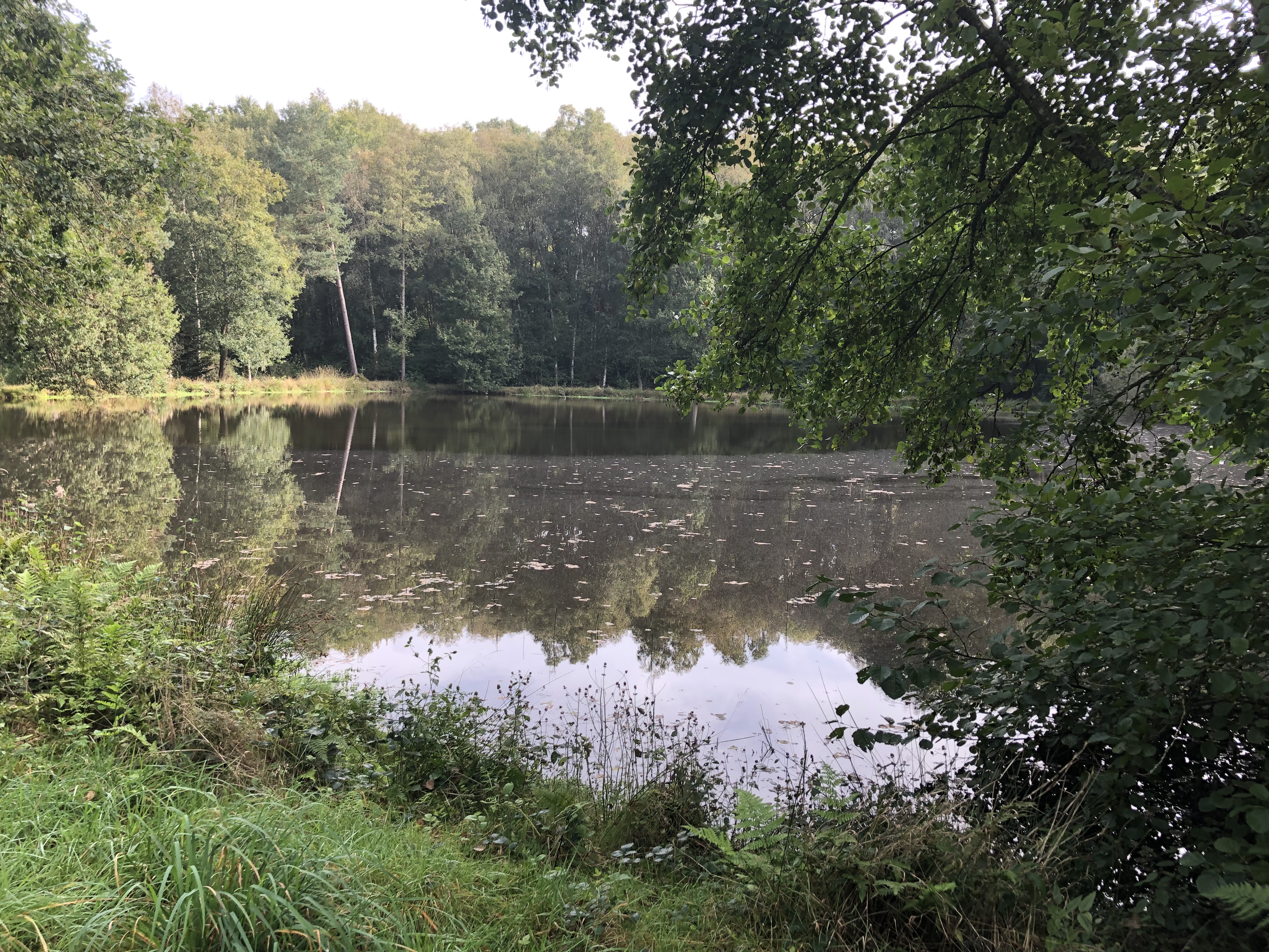 Photo 2/10 — Chalet « Chalet et 4 étangs privés, Courtomer » à Courtomer Orne