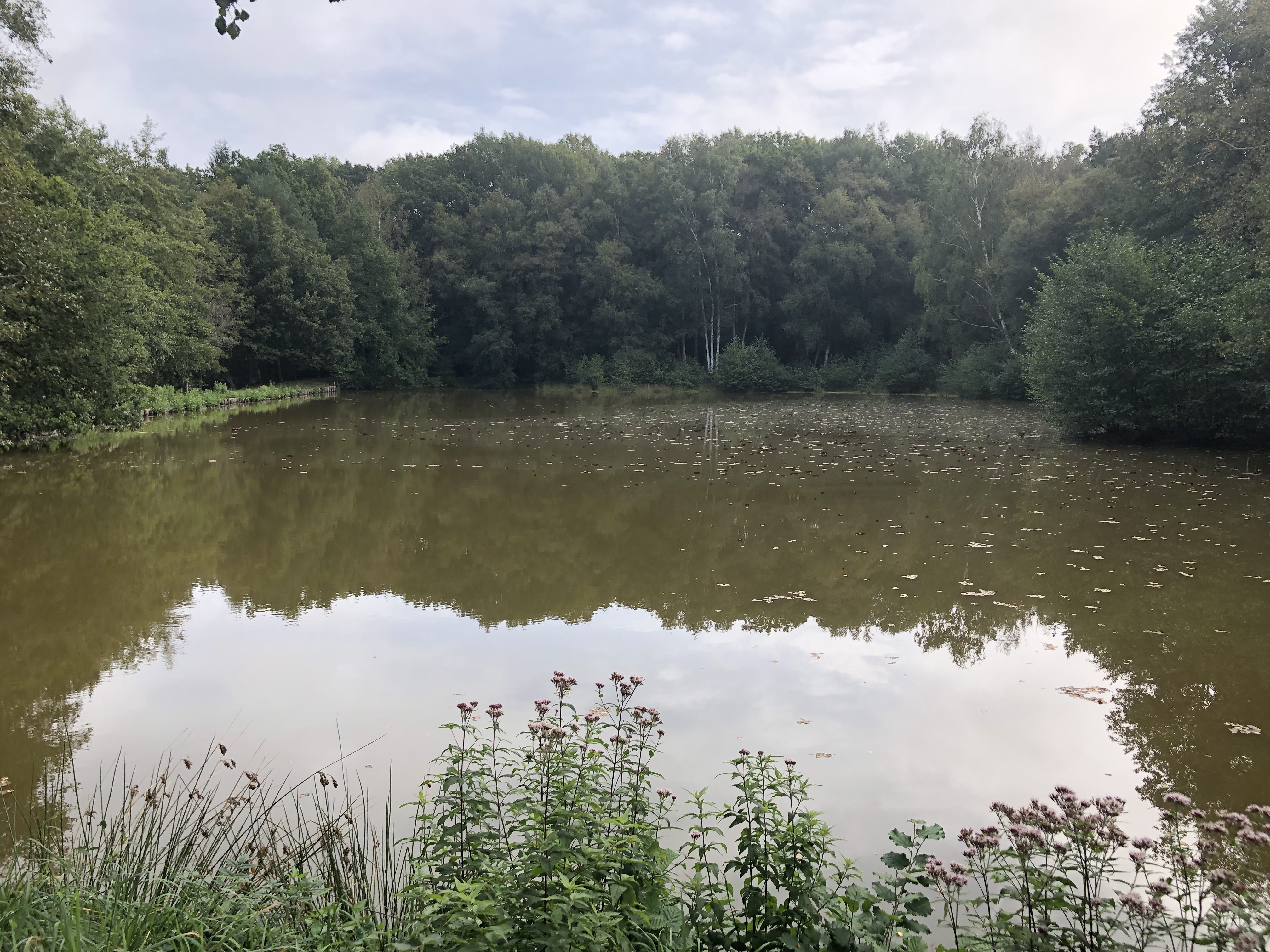Photo 4/10 — Chalet « Chalet et 4 étangs privés, Courtomer » à Courtomer Orne